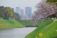 桜を撮る