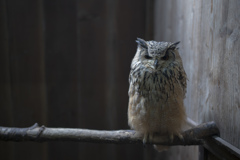 富士花鳥園のミミズク