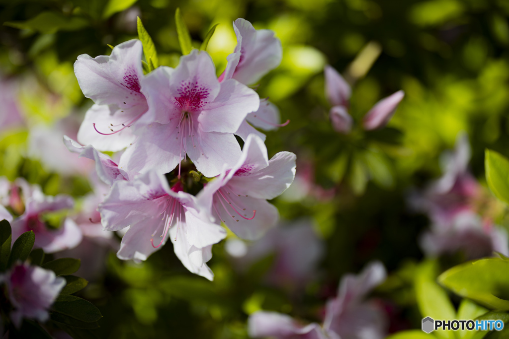 都立公園ぶらぶら 200419 02