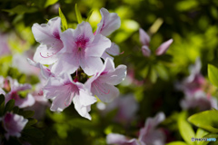 都立公園ぶらぶら 200419 02