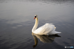 山中湖にいた白鳥