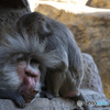 サンディエゴ動物園 001