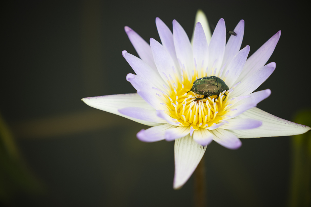 足利フラワーパーク 01