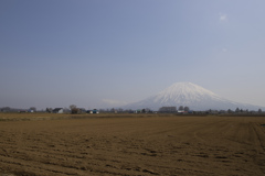 畑の向こうは羊蹄山(ようていざん)