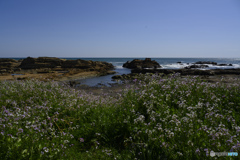 南房総での一枚