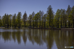 都立公園ぶらぶら 200419  01