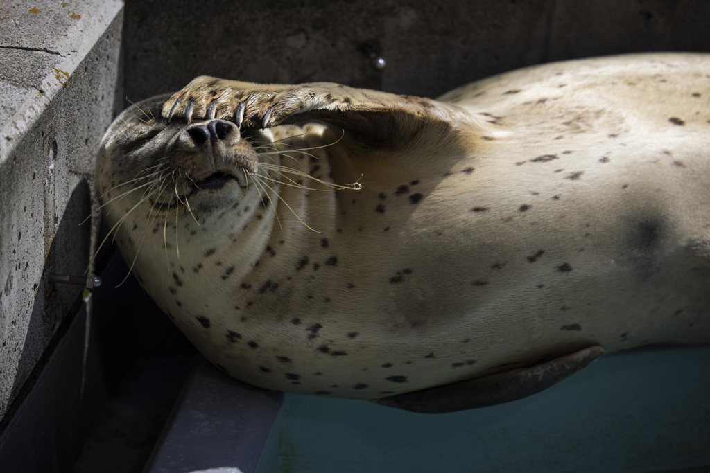 旭山動物園の人気者