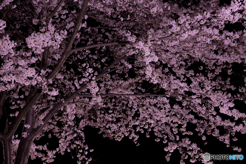 近所の都立公園 夜桜