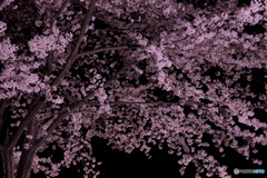 近所の都立公園 夜桜