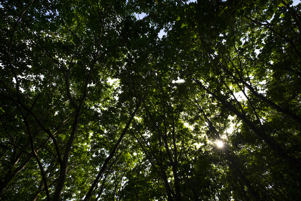 木漏れ日