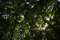 木漏れ日