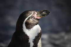 旭山動物園 ペンギン