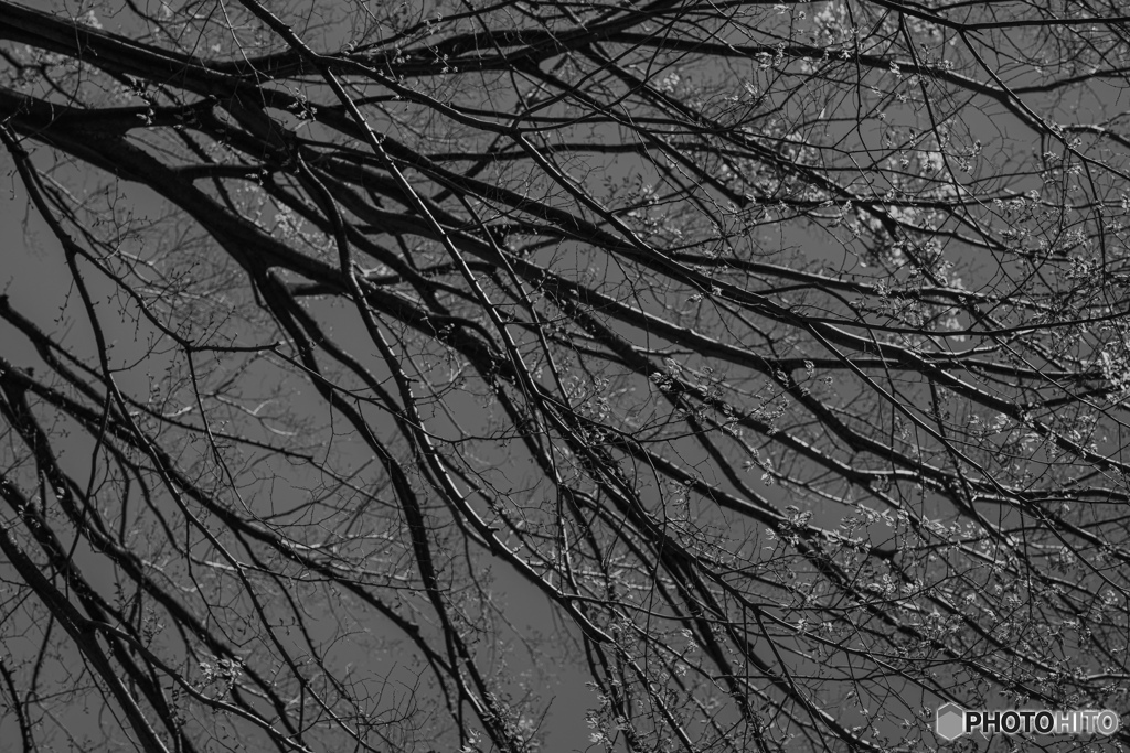 都立公園ぶらぶら 200419 03