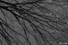 都立公園ぶらぶら 200419 03