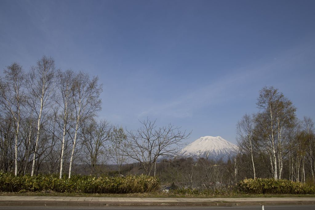 森の向こうは羊蹄山(ようていざん)