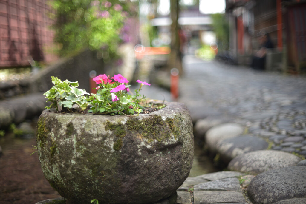 小道に咲いてた花