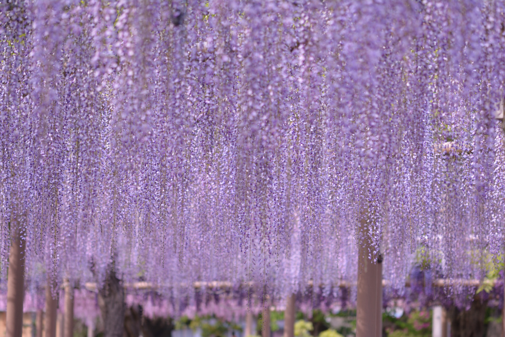 藤の雨2