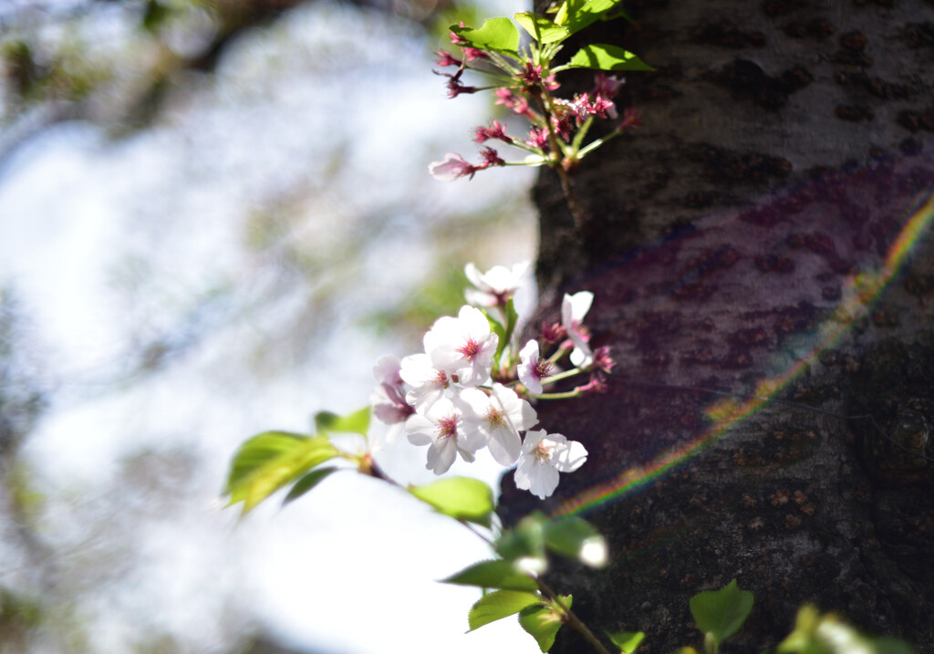 残桜