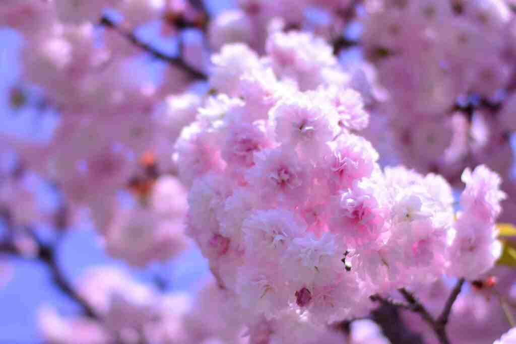 散歩中に見つけた八重桜