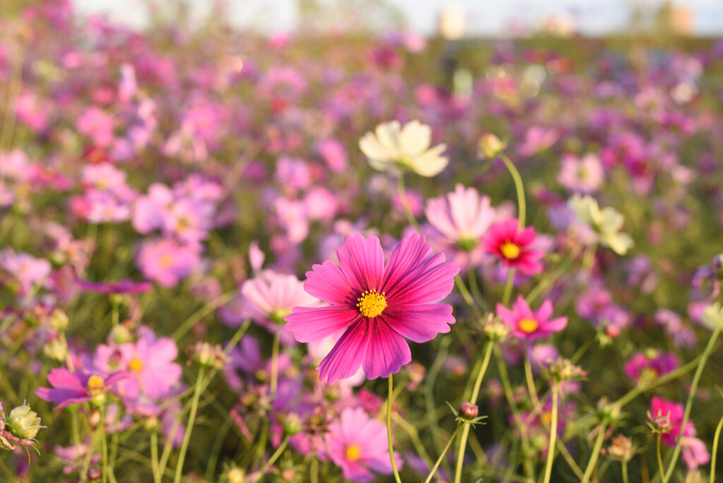 夕暮れの秋桜