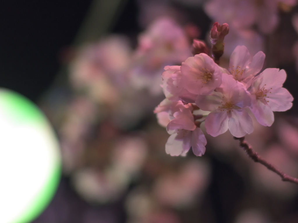 夜桜