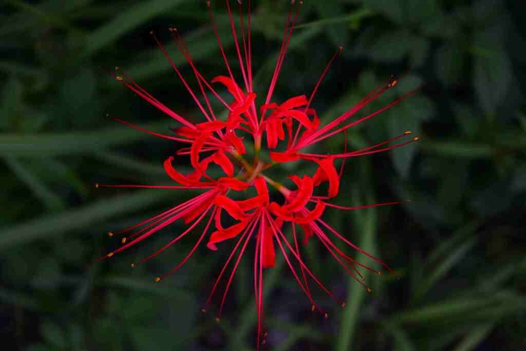 彼岸花　花火