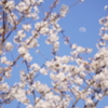 春と月