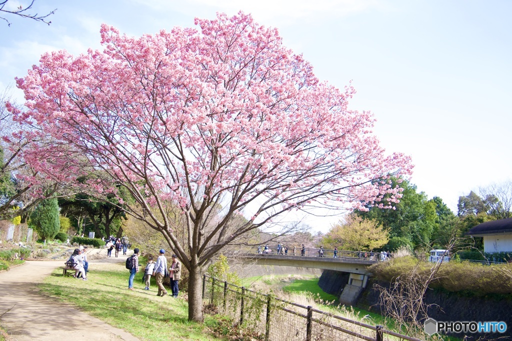 昭和記念公園の桜