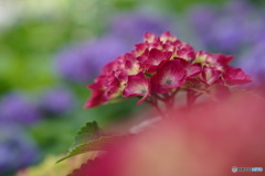 紫陽花