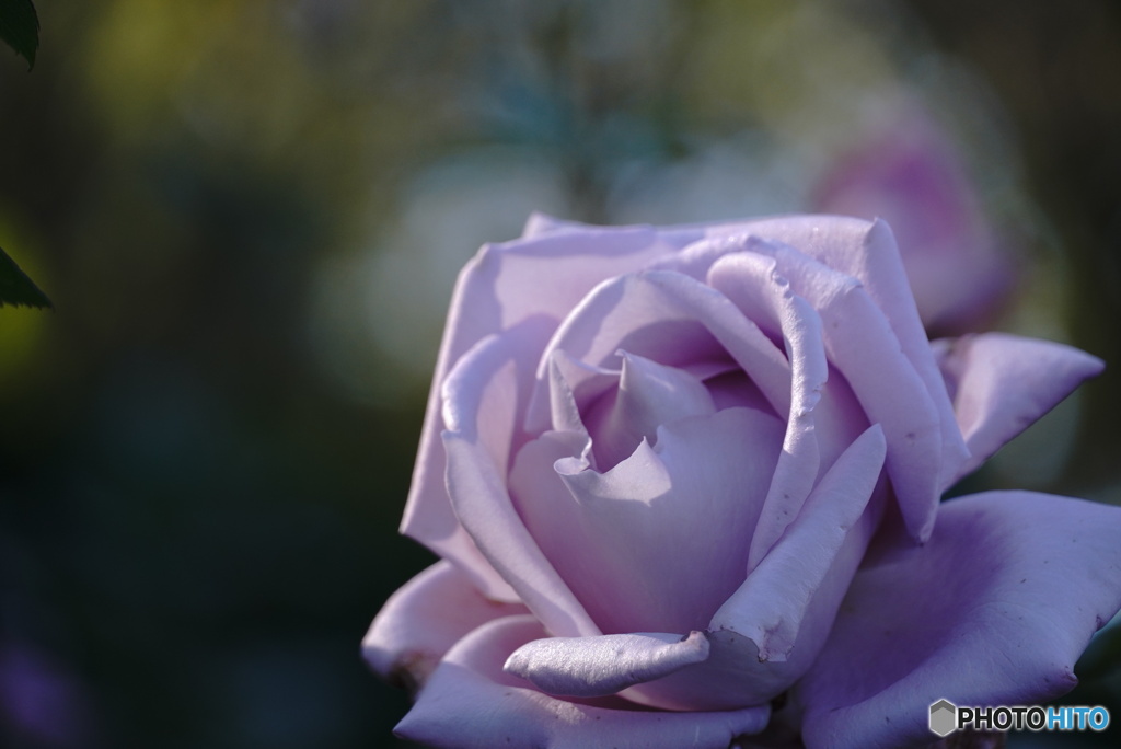 秋薔薇～ブルームーン