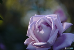 秋薔薇～ブルームーン