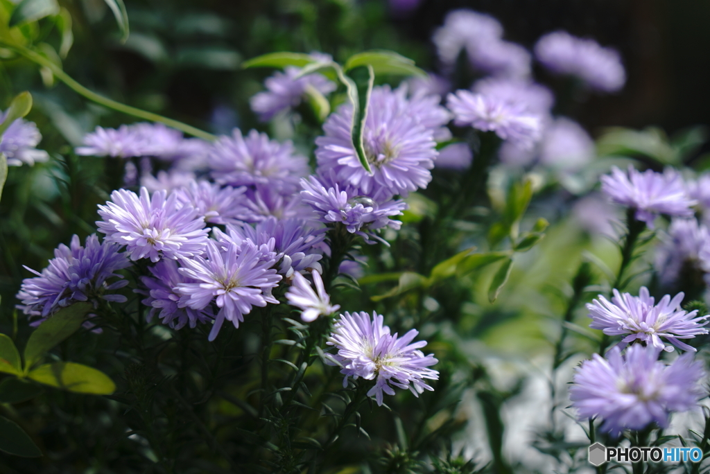 秋の花散歩