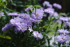 秋の花散歩 秋の花散歩
