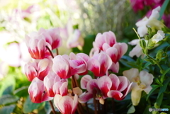 エントランスのおもてなし