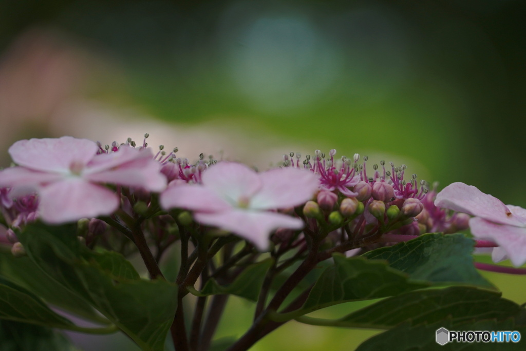 がく紫陽花