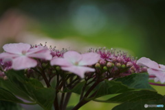 がく紫陽花