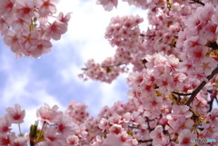 満開の時は
