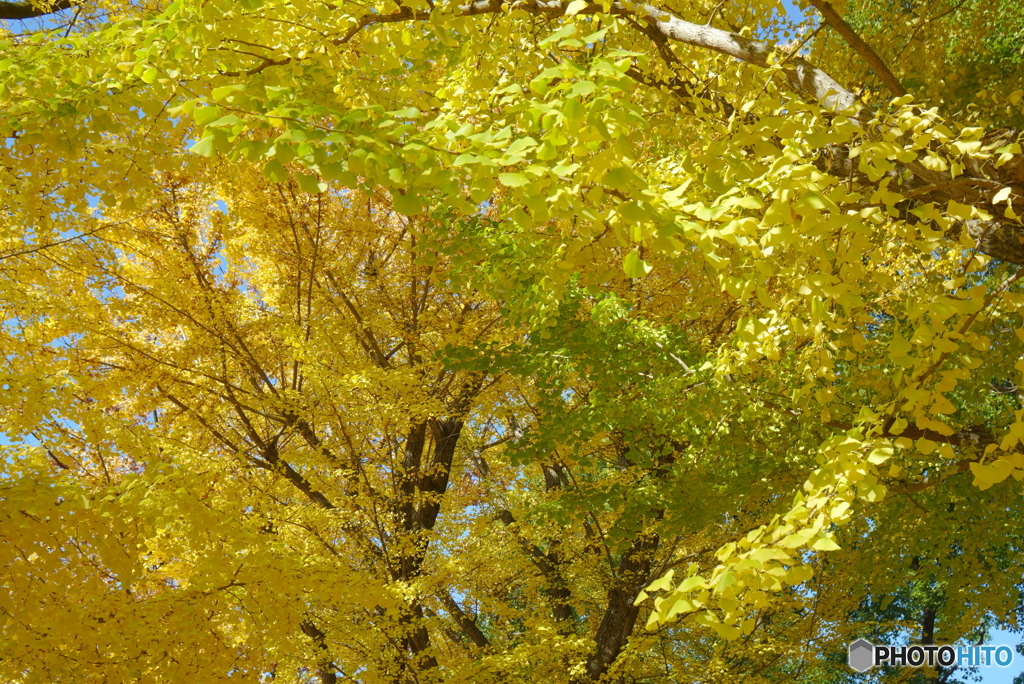 黄色のハーモニー