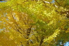 黄色のハーモニー