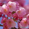 陽光桜②