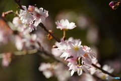 冬の桜