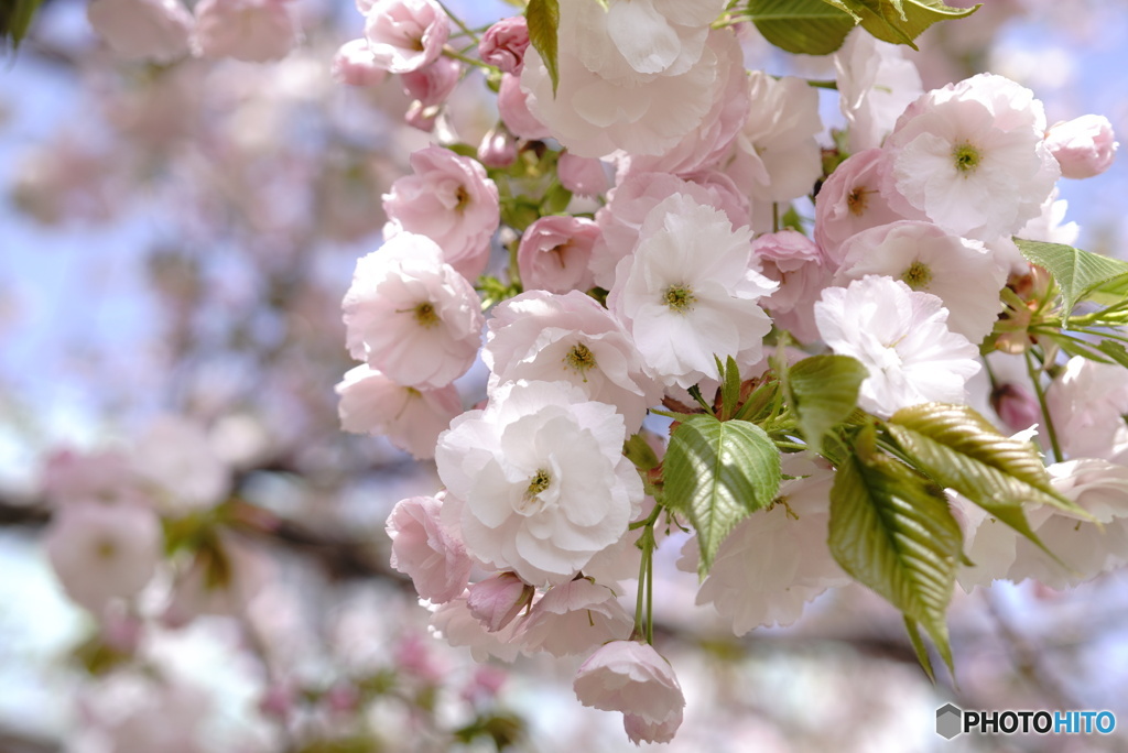 八重桜～一葉
