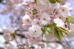 八重桜～一葉