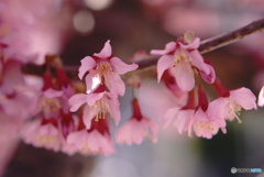 おかめ桜
