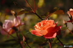 秋薔薇～ファンファーレ