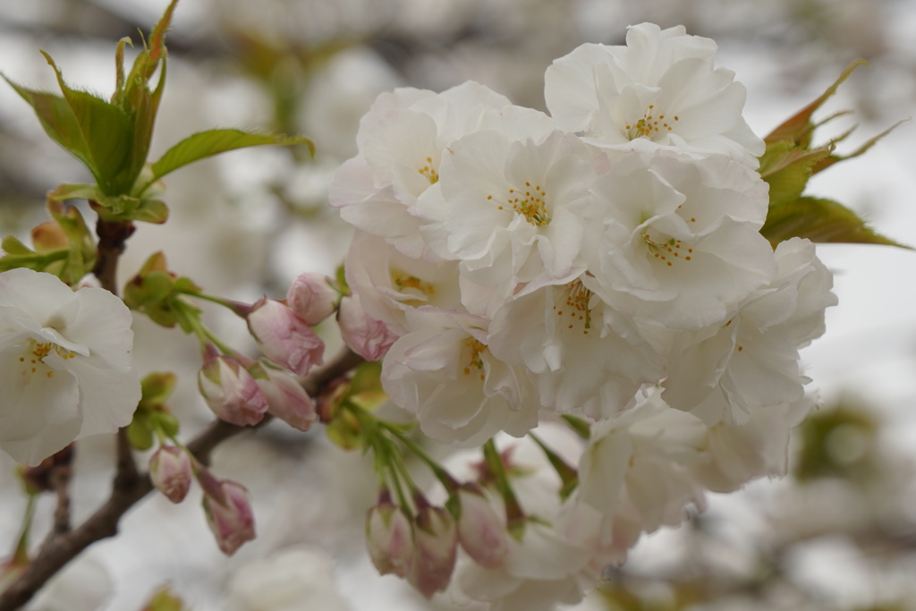 桜、白妙
