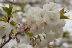 桜、白妙