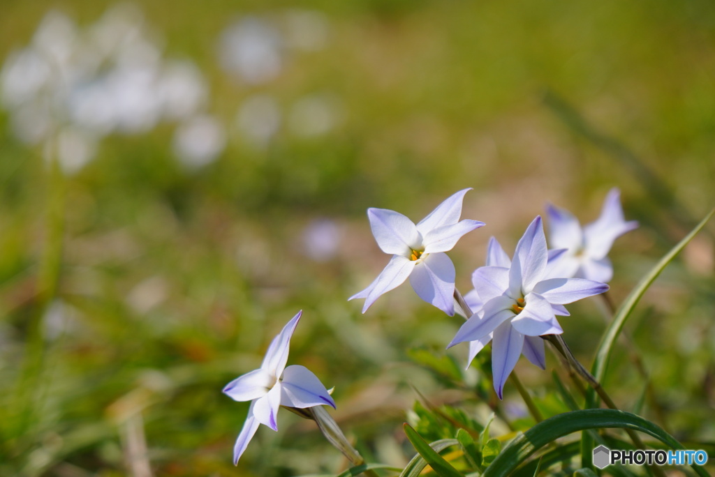 散歩で見つけた花