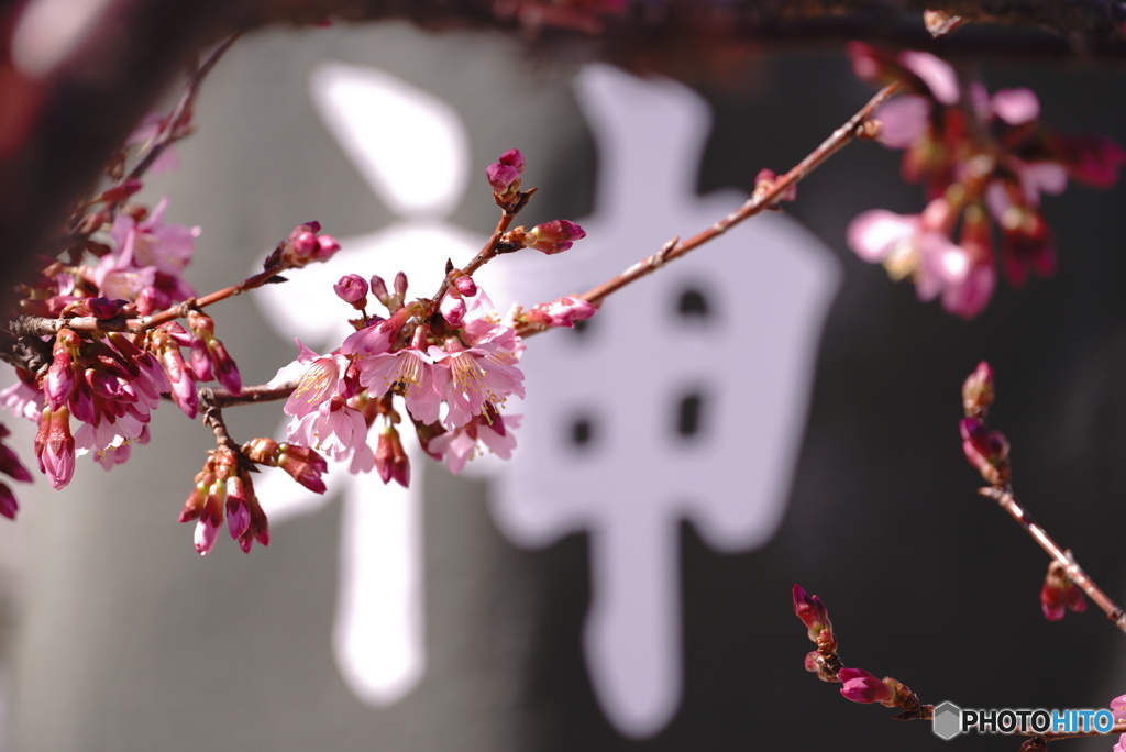 神域のオカメ桜
