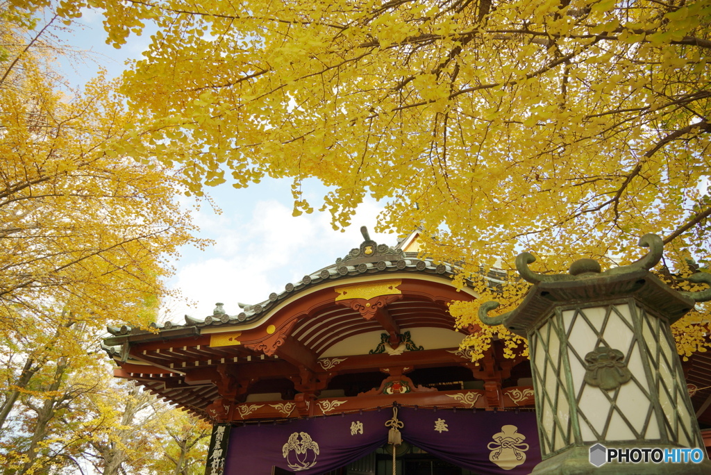 黄金色に包まれて